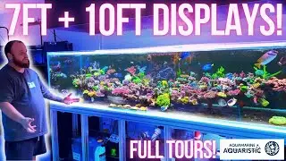 2 Incredibe Display Tanks - SPS and Gonipora Galore!