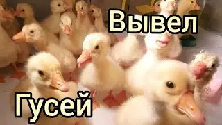 Гуси Линда.