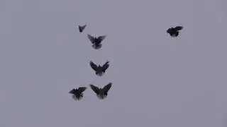 голуби донецка 16.12.2018(полёт утро)