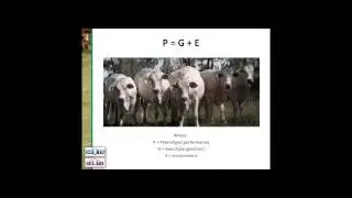 Estimated Breeding Values (EBVs) in Detail