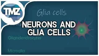 Celltypes in the Central Nervous System (Neurons & Glia cells in the CNS)