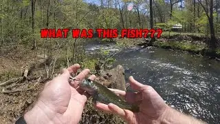 Lifer Quest 2024! Breaking Down a New Creek in Alabama!