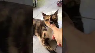 Много кошачьих носов 