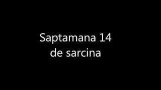Saptamana 14 de sarcina