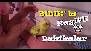 Yavru Muhabbet Kuşumuz BIDIK' la İlk Oyunlarımızı Oynadık