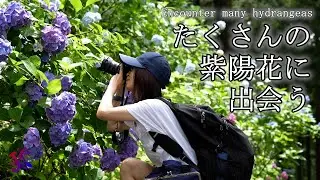 たくさんの紫陽花に出会う Encounter many hydrangeas