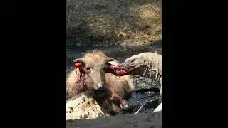 Dragón de Komodo acabando a un búfalo de agua. / Komodo dragon kills a water buffalo.