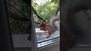 Стёпа и Дуся пришли за орехами( помощь каналу Сбер 4276 4400 1012 4888)#2024#squirrel#animals#белка