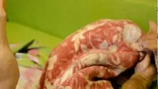 Котята (Петербургские сфинксы) на погулке
