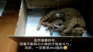 绑着纱布也毫不影响一只干饭喵的实力
