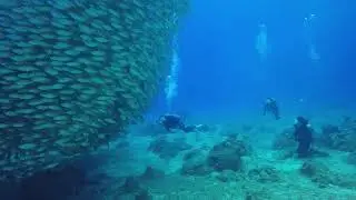 scuba divers are incredibly lucky to meet a huge school of fish