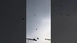 Гоняю голубей на Донбасе 08.02.23