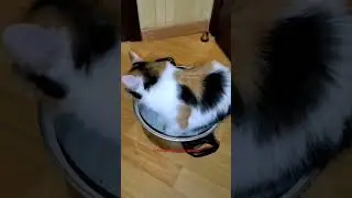 Еле ПОМЕЩАЮСЬ! #жизнькота #cat #юморздесь