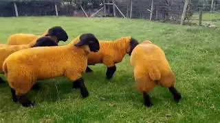 the rams of the suffolk sheep breeds