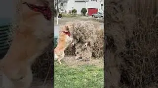 Scaring my Dog with a Ghillie Suit