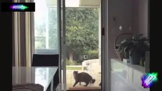 ПРИКОЛЫ С ЖИВОТНЫМИ
