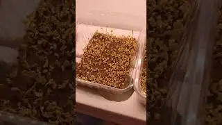 Выращиваем микрозелень брокколи