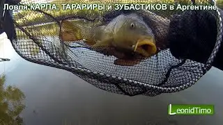 Catching CARP, TARARIRA and CHIPPERS in Argentina. Fishing.