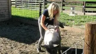 Carla the pig riding cowgirl!!!