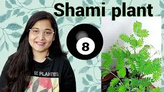 🔴SHAMI PLANT COMPLETE CARE/ शमी का पौधा कैसे लगाएं/ GROW SHAMI PLANT #shamiplant #gardening #plants