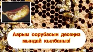 ПАКЕТТИ БАЛ ЧЕЛЕККЕ ЖАЙГАШТЫРУУ