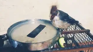 ¡¡Mi Cardenal Rojo Criado A Mano!!