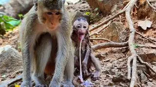 The tiny Eleanor spatt up plenty of milk, probably due to the young female monkey's acts