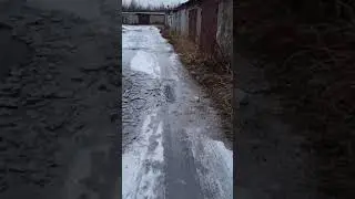 утро ротвейлера(1)