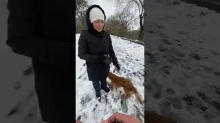 Спаниель Дейзи. Невероятно нежная и милая собака