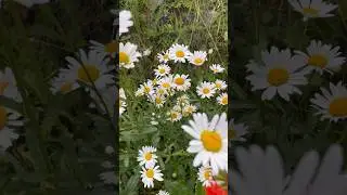 Наши цветы ❤️