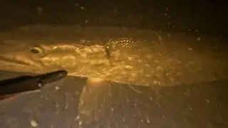 Классно отплавал