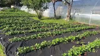Срочно ‼️ Обрезать ли кусты в осень⁉️