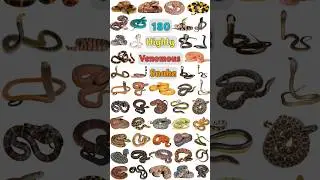 180 Venomous Snakes: Part- 03 