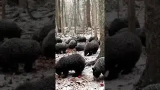 Медведи