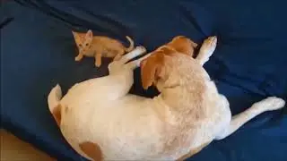 Lustige Hunde (HD) 2017