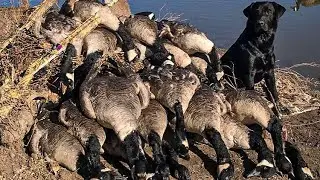 Foggy Morning had the Geese Dumping!