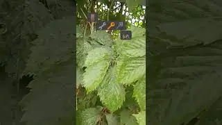 открываю двери без 🔑ключа