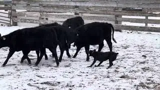 Training Session with Tango - Hangin Tree Cowdog