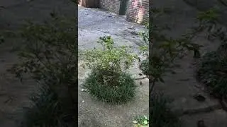 Concrete Pressure Washing Results - 22