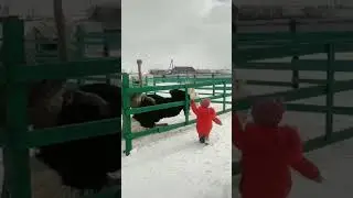 Цыганочка с выходом               