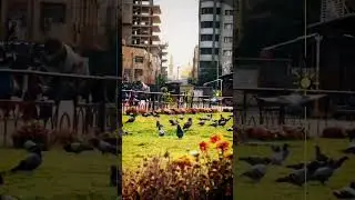 Ya Ali Madad
