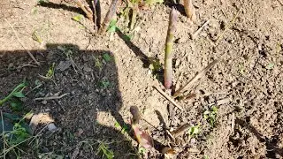 Asparagus is Poppin' Up!