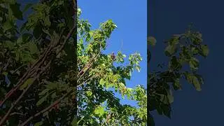 что за птичка?