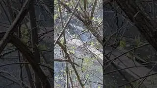 How many turtle can you find? #turtle #shorts #forest