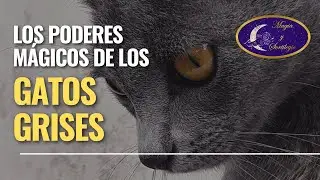 Los poderes mágicos de los gatos grises
