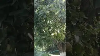 Ржавчина на груше. Как я избавилась от ржавчины на груше. #ржавчина