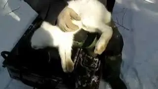 Петля на зайца 2ч