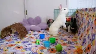 Playtime for Aquabella