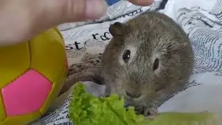 салат і м'яч 🤔 #guineapig #морская_свинка #cavia #мурчак