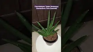 Сансевиерия Тиара Эмеральд (Sansevieria Tiara Emerald)